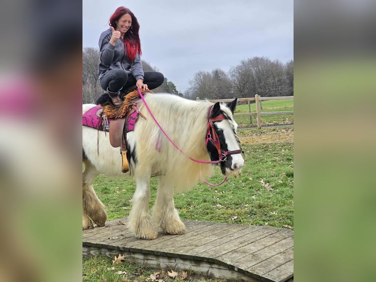Tinker Stute 15 Jahre 146 cm Schecke in Linkenbach