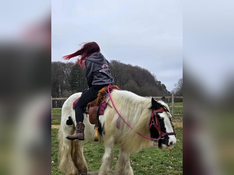 Tinker Stute 15 Jahre 146 cm Schecke in Linkenbach