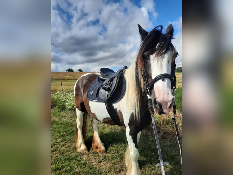 Tinker Stute 15 Jahre 146 cm Tobiano-alle-Farben in Naumburg