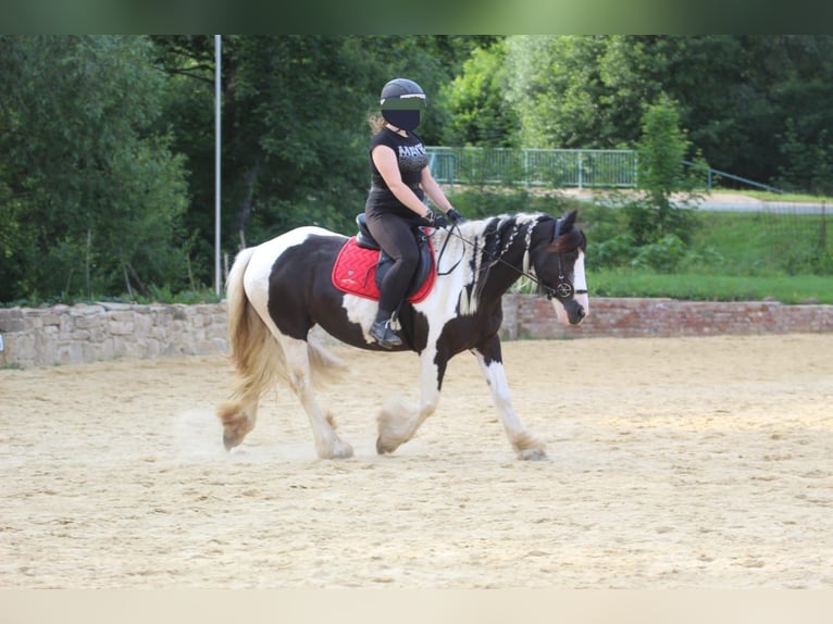 Tinker Stute 15 Jahre 146 cm Tobiano-alle-Farben in Naumburg