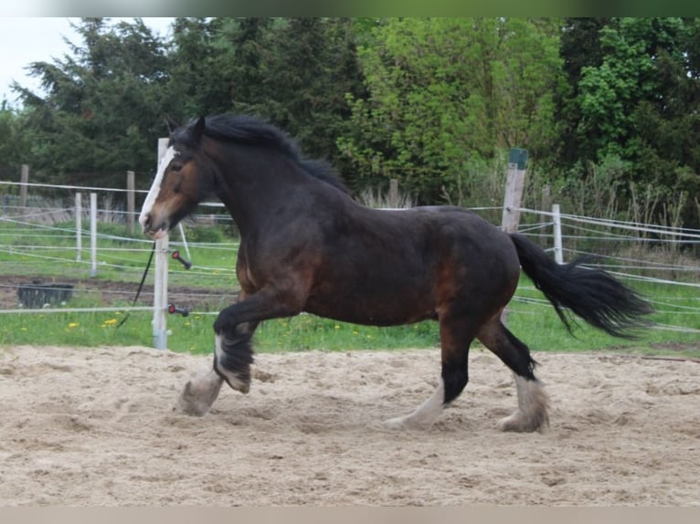 Tinker Stute 15 Jahre 150 cm Brauner in Rühstädt