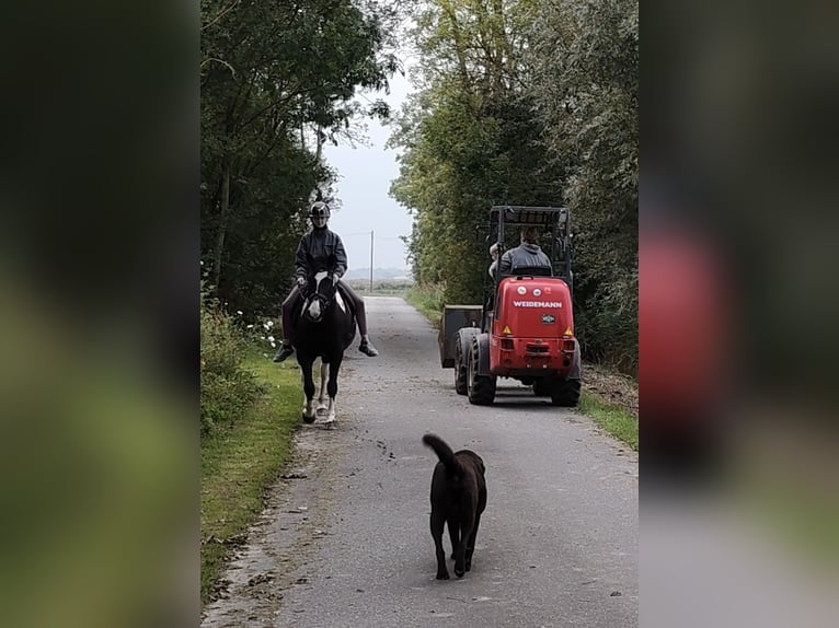 Tinker Mix Stute 15 Jahre 151 cm Schecke in Moorweg