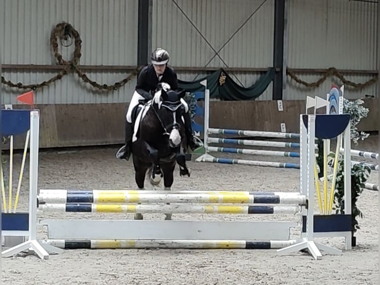 Tinker Mix Stute 15 Jahre 151 cm Schecke in Moorweg