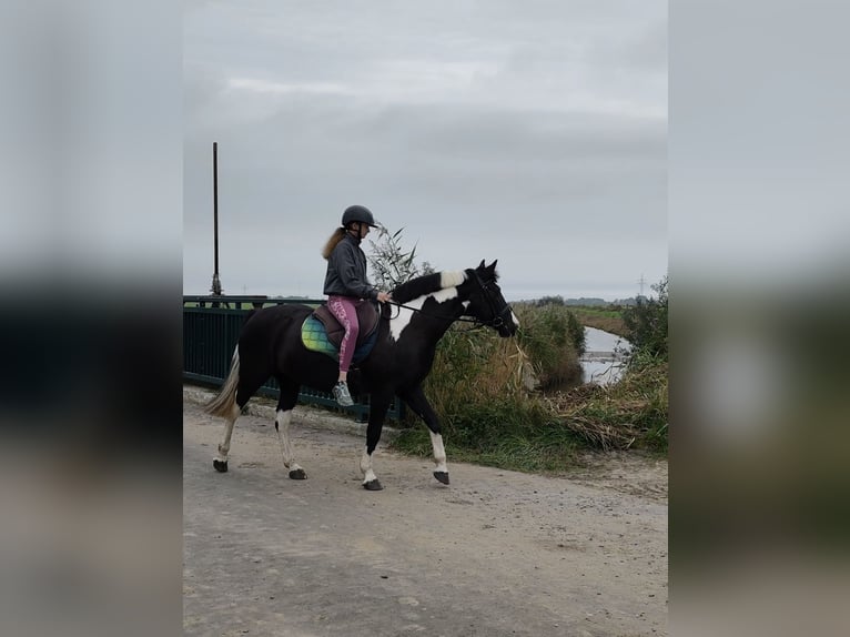Tinker Mix Stute 15 Jahre 151 cm Schecke in Moorweg