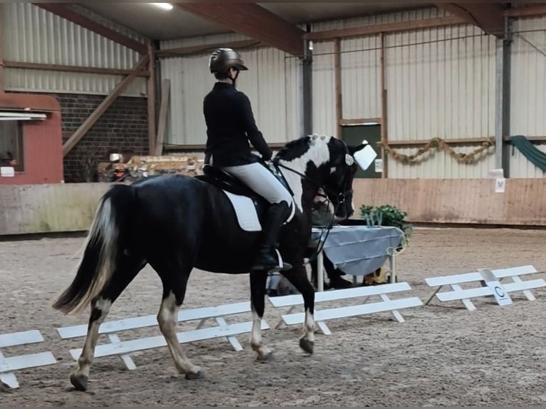 Tinker Mix Stute 15 Jahre 151 cm Schecke in Moorweg