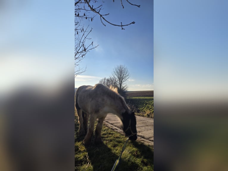 Tinker Stute 15 Jahre 152 cm White in Bleicherode