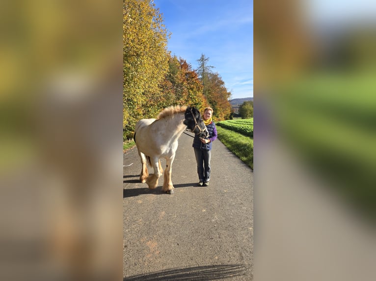 Tinker Stute 15 Jahre 152 cm White in Bleicherode