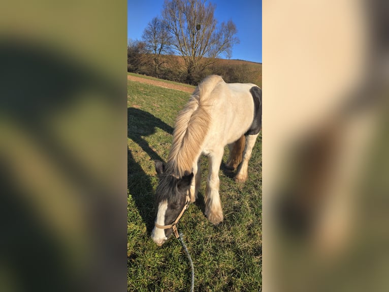 Tinker Stute 15 Jahre 152 cm White in Bleicherode