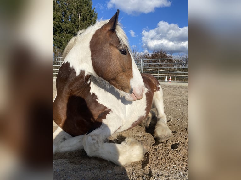 Tinker Stute 15 Jahre 154 cm Schecke in Oberleichtersbach