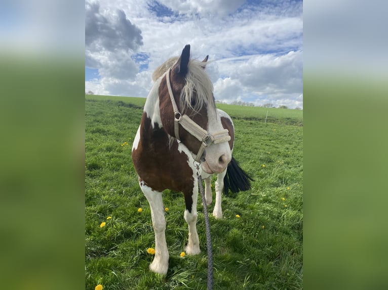 Tinker Stute 15 Jahre 154 cm Schecke in Oberleichtersbach