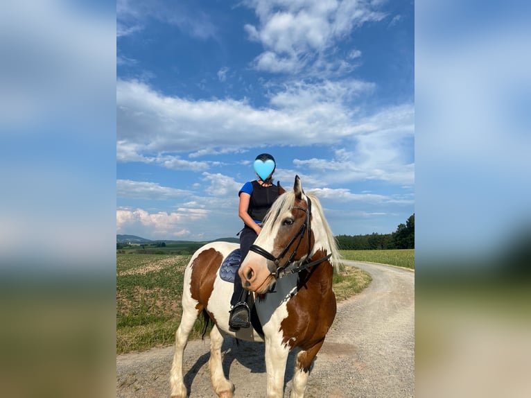 Tinker Stute 15 Jahre 154 cm Schecke in Oberleichtersbach
