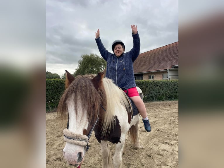 Tinker Stute 15 Jahre 155 cm in Sint-kruis-winkel