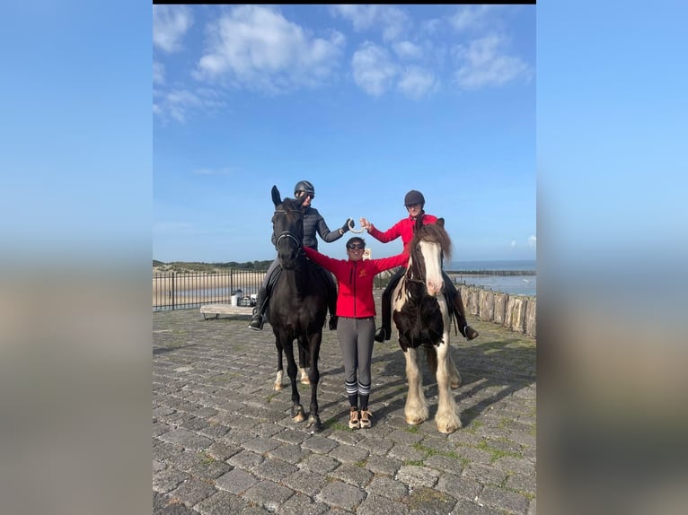 Tinker Stute 15 Jahre 155 cm in Sint-kruis-winkel