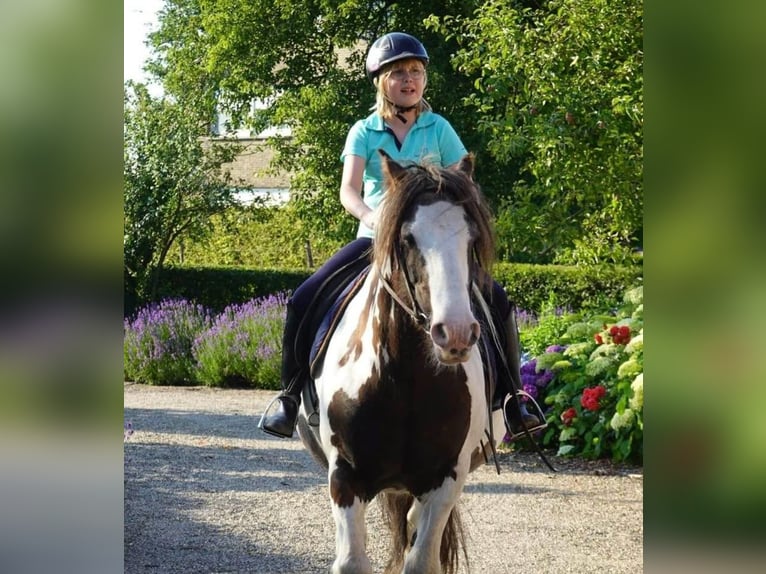 Tinker Stute 15 Jahre 155 cm in Sint-kruis-winkel