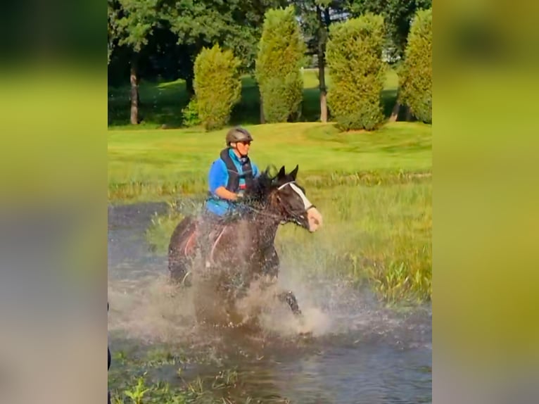 Tinker Stute 15 Jahre 157 cm Rappe in Ludwigshafen am Rhein/Ruchheim