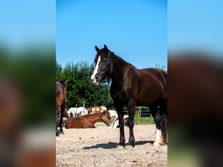 Tinker Stute 15 Jahre 157 cm Rappe in Ludwigshafen am Rhein/Ruchheim