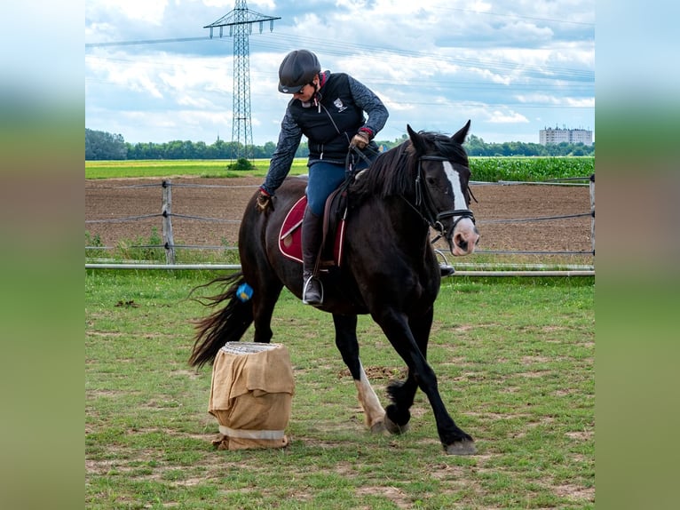 Tinker Stute 15 Jahre 157 cm Rappe in Ludwigshafen am Rhein/Ruchheim