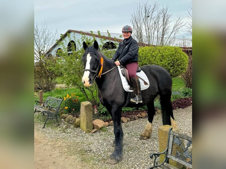 Tinker Stute 15 Jahre 157 cm Rappe in Ludwigshafen am Rhein/Ruchheim