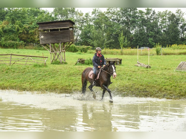 Tinker Stute 15 Jahre 157 cm Rappe in Ludwigshafen am Rhein/Ruchheim