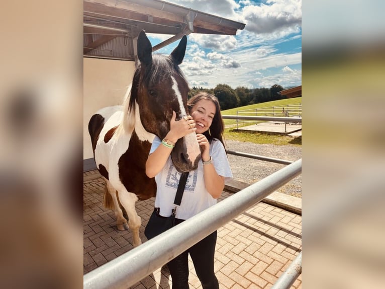 Tinker Mix Stute 15 Jahre 157 cm Schecke in Hennef