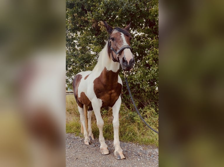 Tinker Mix Stute 15 Jahre 157 cm Schecke in Hennef