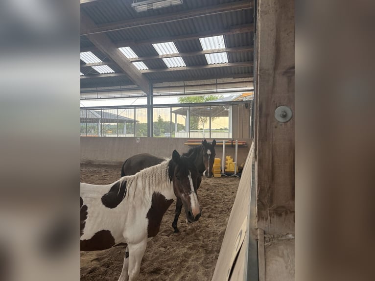 Tinker Mix Stute 15 Jahre 157 cm Schecke in Hennef