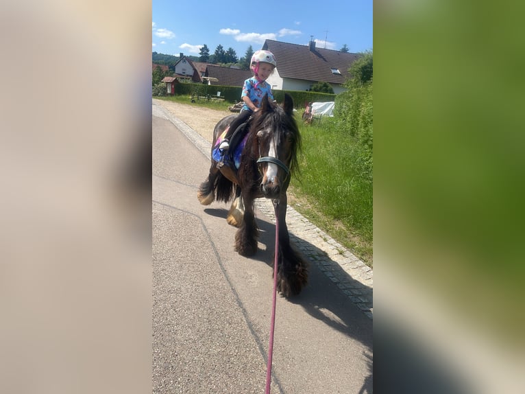 Tinker Mix Stute 16 Jahre 130 cm Brauner in Ottenbach