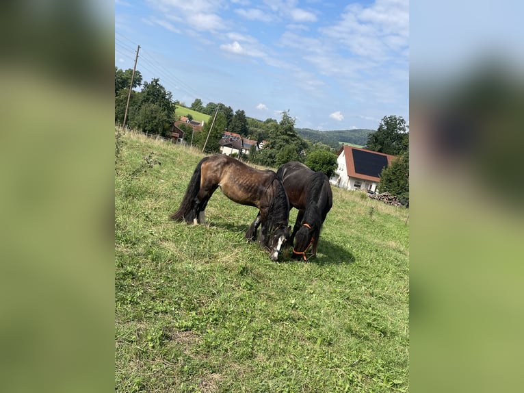 Tinker Mix Stute 16 Jahre 130 cm Brauner in Ottenbach
