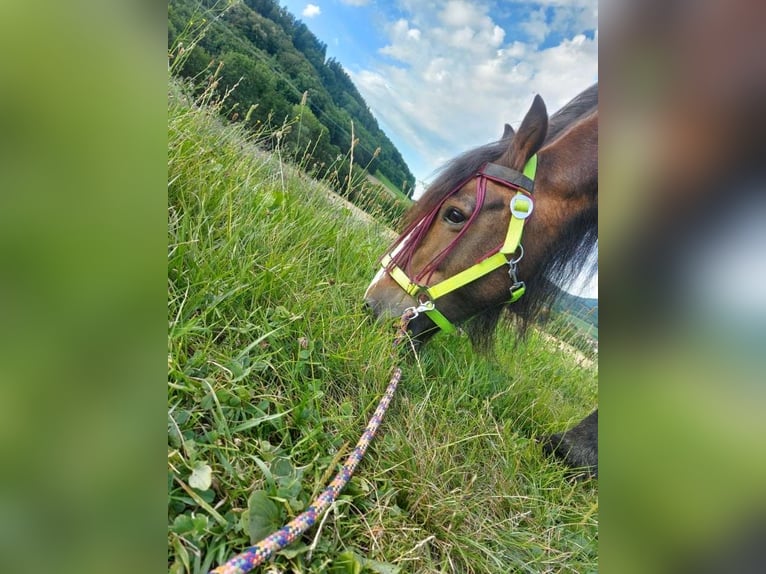 Tinker Mix Stute 16 Jahre 130 cm Brauner in Ottenbach