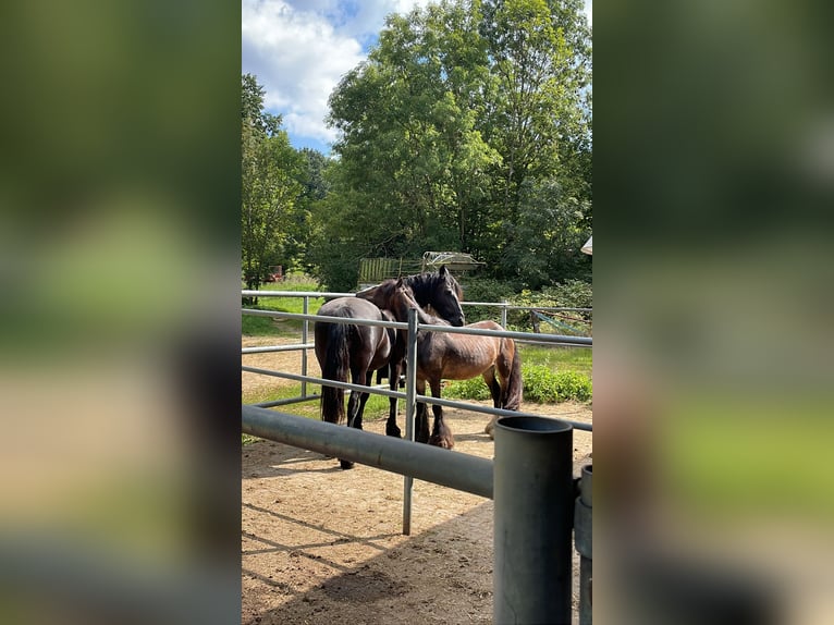 Tinker Mix Stute 16 Jahre 130 cm Brauner in Ottenbach