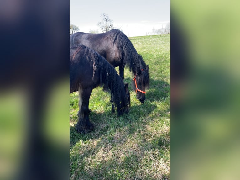 Tinker Mix Stute 16 Jahre 130 cm Brauner in Ottenbach