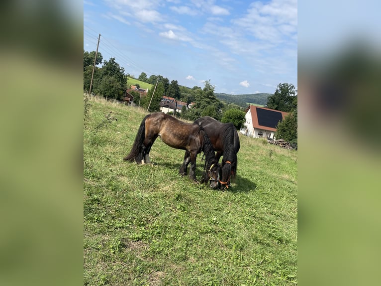 Tinker Mix Stute 16 Jahre 130 cm Brauner in Ottenbach