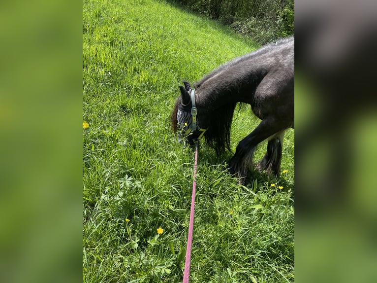 Tinker Mix Stute 16 Jahre 130 cm Brauner in Ottenbach