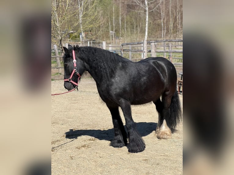 Tinker Stute 16 Jahre 138 cm Rappe in Jettingen-Scheppach