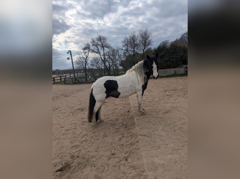 Tinker Stute 16 Jahre 140 cm in Pronstorf