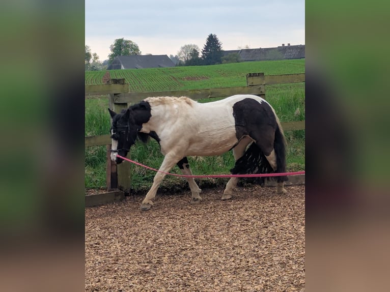 Tinker Stute 16 Jahre 140 cm in Pronstorf