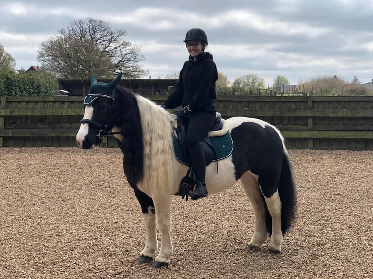 Tinker Stute 16 Jahre 140 cm in Pronstorf