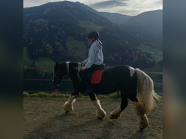 Tinker Stute 16 Jahre 140 cm Tigerschecke in Alpbach