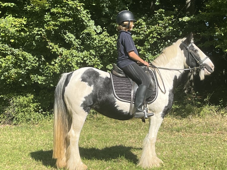 Tinker Stute 16 Jahre 145 cm Schecke in Ursensollen
