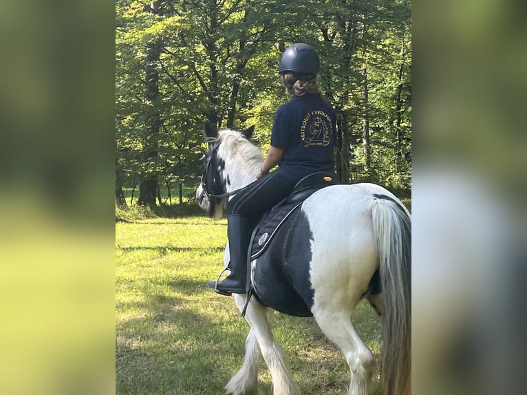 Tinker Stute 16 Jahre 145 cm Schecke in Ursensollen