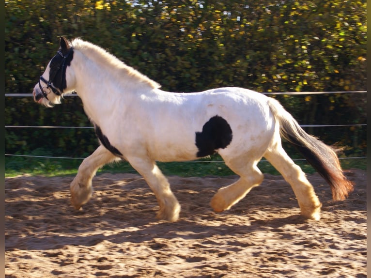 Tinker Stute 16 Jahre 147 cm Schecke in Velpke