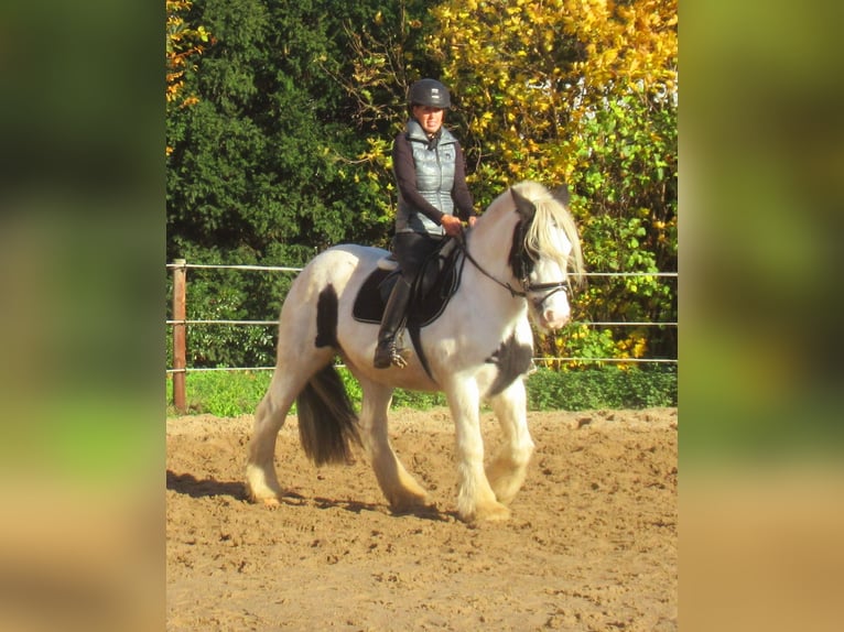 Tinker Stute 16 Jahre 147 cm Schecke in Velpke