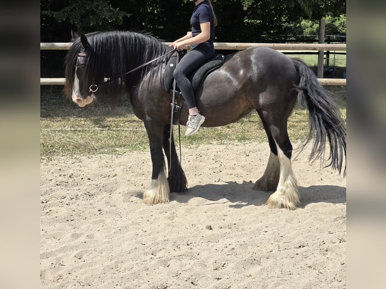 Tinker Stute 16 Jahre 148 cm Rappe in Sankt Augustin