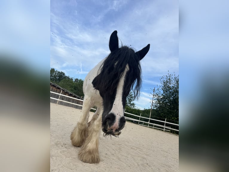 Tinker Stute 16 Jahre 150 cm Schecke in Schnabelwaid