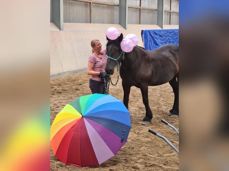 Tinker Mix Stute 16 Jahre 155 cm Rappe in Hennef