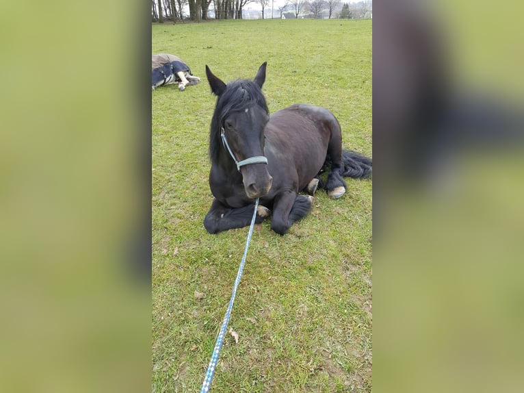 Tinker Mix Stute 16 Jahre 155 cm Rappe in Hennef
