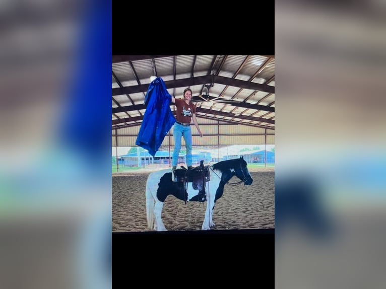 Tinker Stute 16 Jahre 155 cm Tobiano-alle-Farben in Riverhead NY