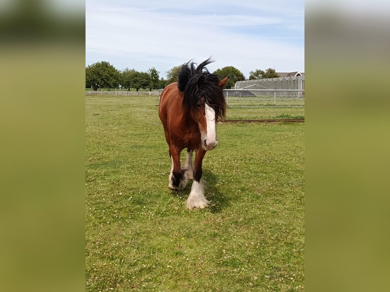 Tinker Stute 16 Jahre 156 cm Brauner in Heerhugowaard