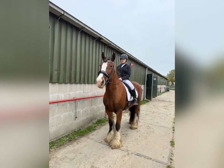 Tinker Stute 16 Jahre 156 cm Brauner in Heerhugowaard
