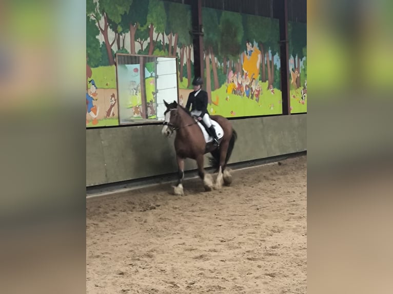 Tinker Stute 16 Jahre 156 cm Brauner in Heerhugowaard